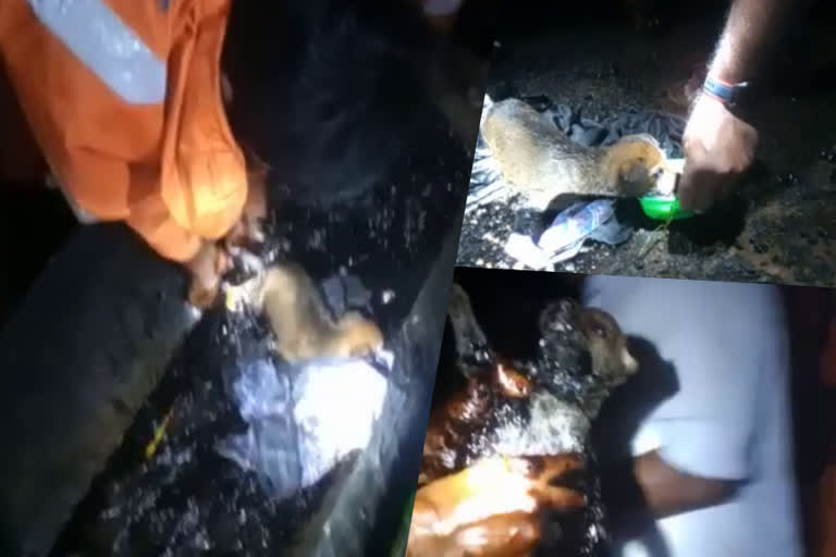 puppy covered in tar  Thodupuzha fire brigade rescued the puppy  dog rescued from tar in idukki  ടാറിൽ പുതഞ്ഞ നായ്ക്കുട്ടിയെ രക്ഷിച്ചു  തൊടുപുഴ അഗ്നിരക്ഷ സേന നായയെ രക്ഷിച്ചു