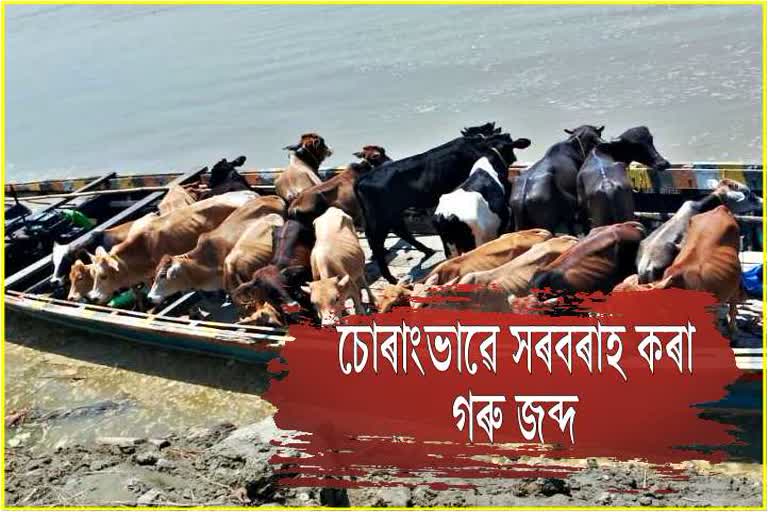 Assam Police against cow smuggling