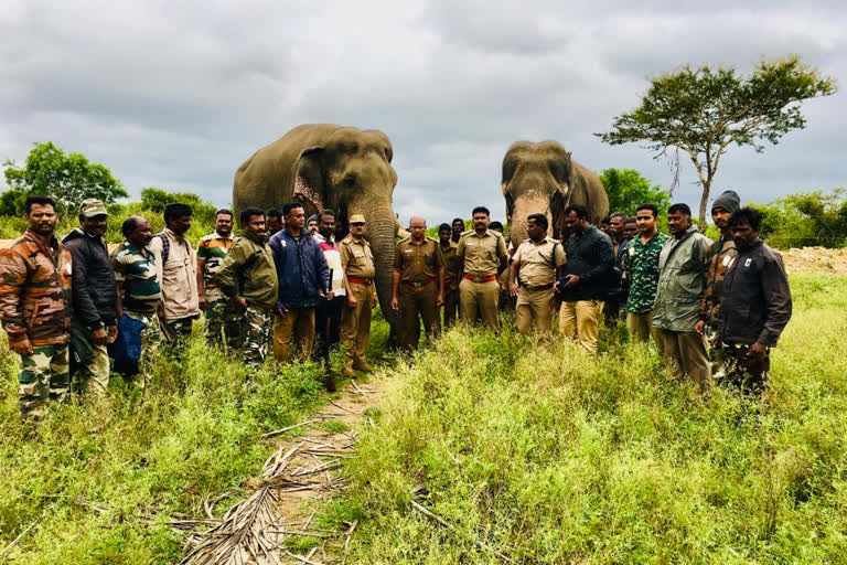 அட்டகாசம் செய்யும் கருப்பன்; ஒற்றையானை விரட்ட  கும்கியானைகள் ரவுண்ட்ஸ்