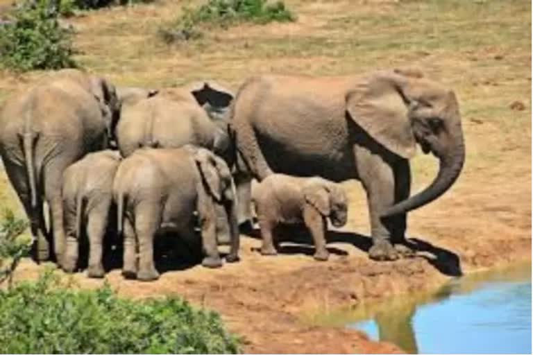 Chanda elephant team in Balod