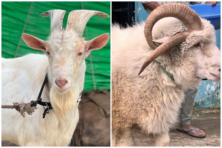 rare goat with 4 horn seen in bhopal