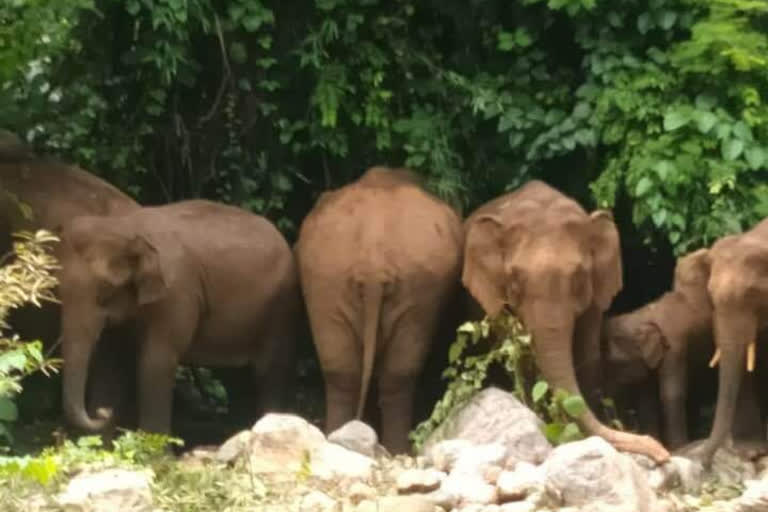 46 lives lost in wild animal attack in Palakkad  Palakkad wild animal attack  elephant attack  wild boar attack  പാലക്കാട് വന്യജീവി ആക്രമണം  പാലക്കാട് വന്യജീവി ആക്രമണത്തിൽ പൊലിഞ്ഞത് 46 ജീവൻ  കാടിറങ്ങിവന്ന മരണം  കാട്ടാന ആക്രമണം  കാട്ടുപന്നി ആക്രമണം