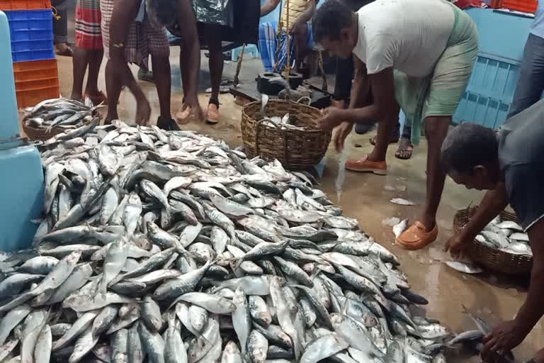 Hilsa Fish News