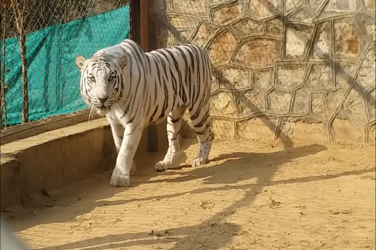white tiger died in nahargarh biological park