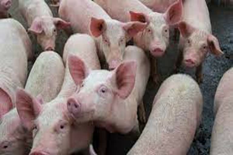 Data and samples of death of pigs in Doiwala sent to Bhopal Lab