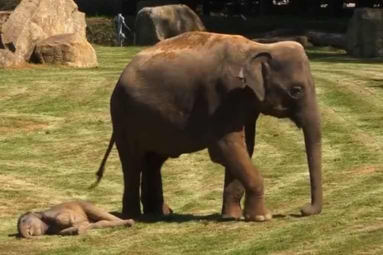 Mother Elephant Calling For Help To Wake Her Sleeping Calf  - VIDEO