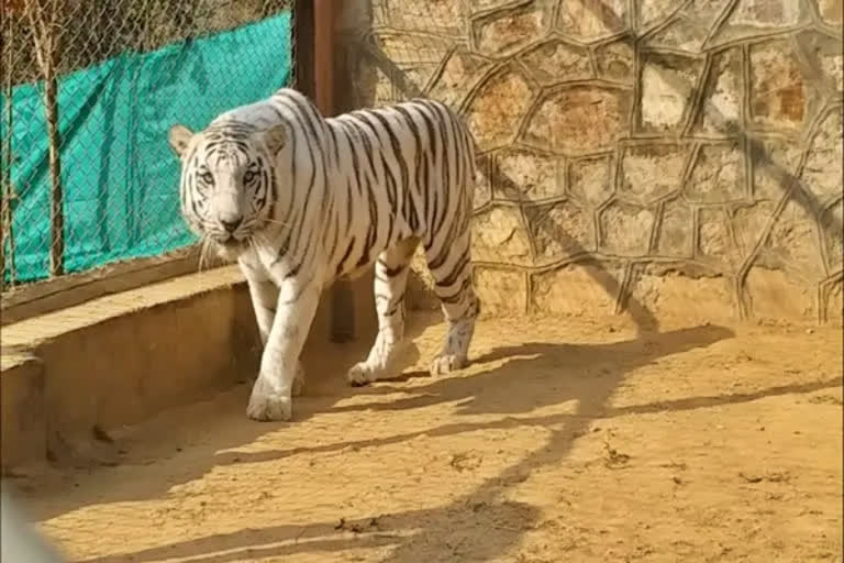 White tiger dies in Nahargarh Biological Park after brief illness