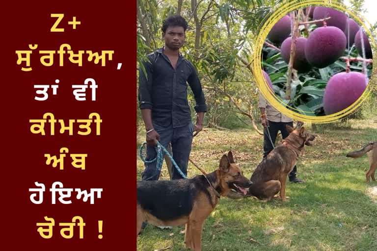 Costly Miyazaki Mango Stolen despite Z plus security in Jabalpur Madhya Pradesh