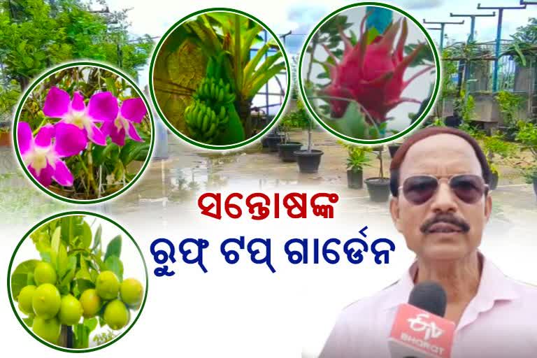 ସନ୍ତୋଷଙ୍କ ରୁଫଟପ୍ ବଗିଚାରେ ହସୁଛି ଫୁଲ ଫଳର ସମ୍ଭାର