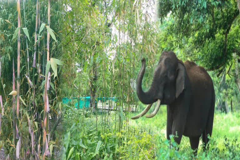 bamboo plants for elephants