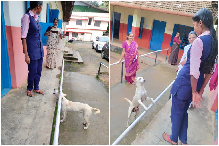 pet dog came to school  Kottayam Manarkad Infant Jesus School  ആര്‍ദ്രയെ തേടി വളര്‍ത്ത് നായ എത്തിയത് സ്കൂളില്‍  കൂട്ടുകാരിയെ തേടി പോപ്പിയെത്തി  മണര്‍കാട് ഇന്‍ഫന്‍റ് ജീസസ് സ്കൂള്‍