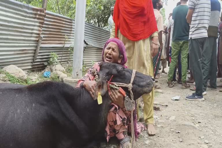 cow-and-calf-electrocuted-to-death-in-dooru-anantnag