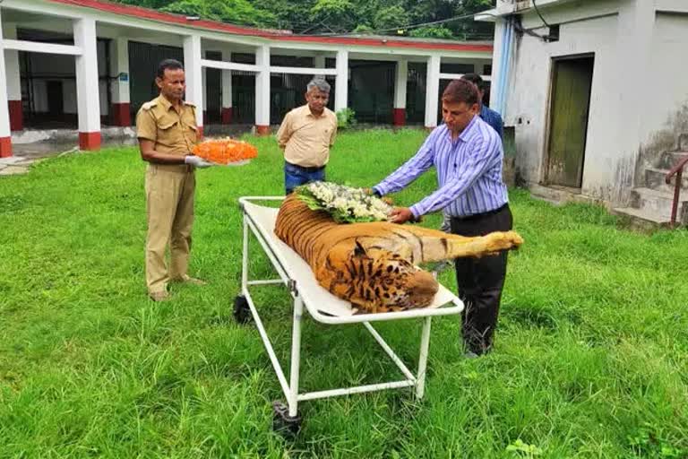 Royal Bengal Tiger dies