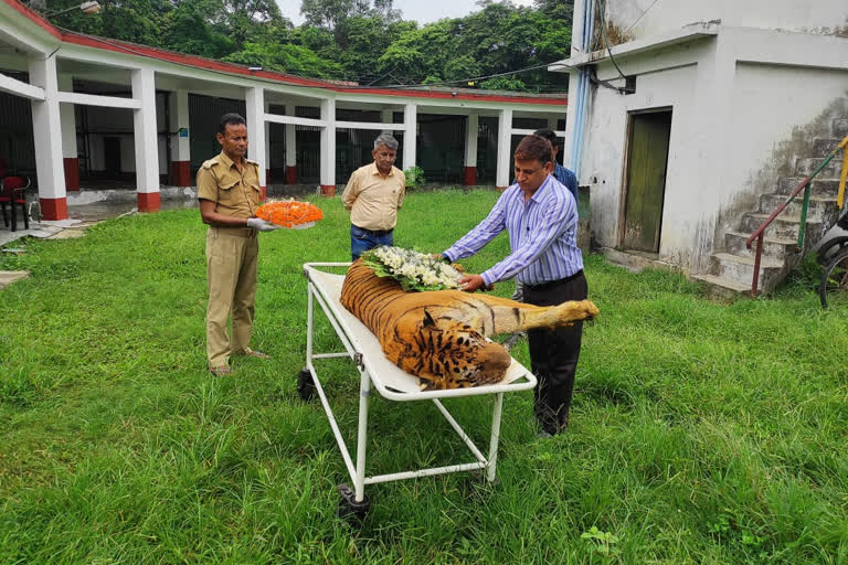 India's oldest Royal Bengal tiger passes away in West Bengal