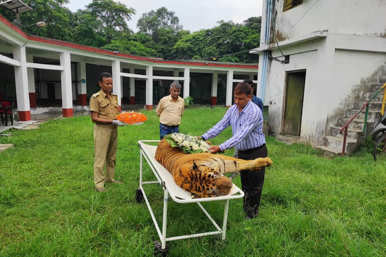 Royal Bengal Tiger dies, the district magistrate rushes to say goodbye