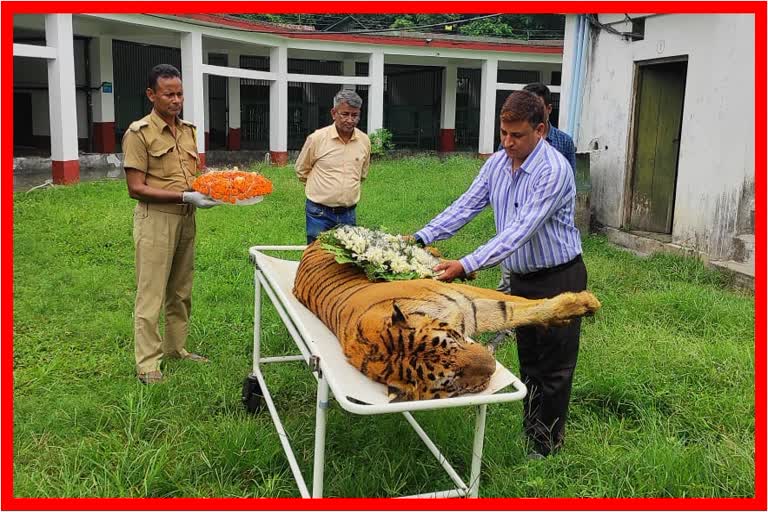 Royal Bengal Tiger Dies