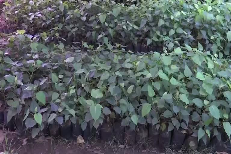 Peepal saplingsPeepal saplings