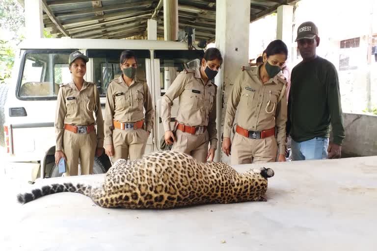 Leopard Cub Died