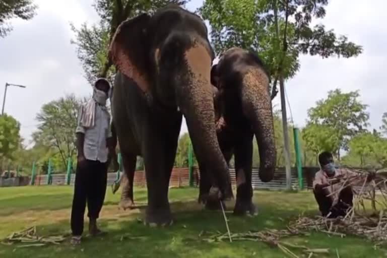 Elephant Attacked Teenager