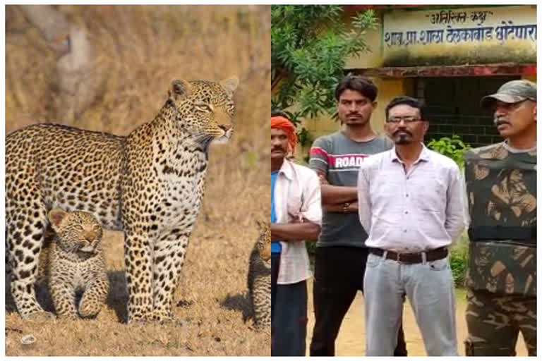 fear of leopard in kanker