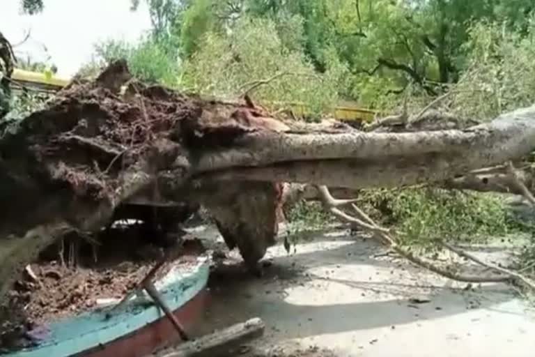 Tree fell in Chandigarh school