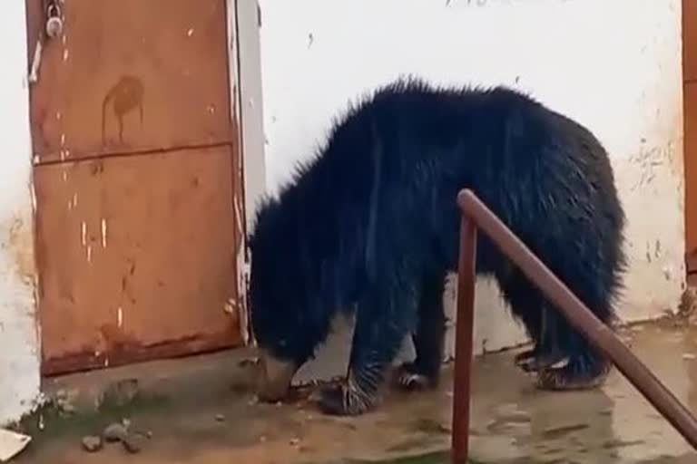 bear entered to the school in nabarangpur