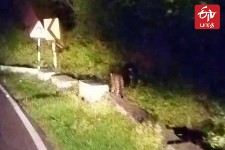 திம்பம் சாலையில் ரிலாக்ஸாக சுற்றும் சிறுத்தை வீடியோ