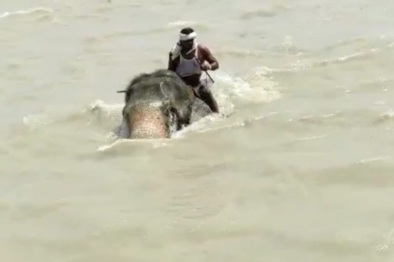 ELEPHANT TRAPPED IN RIVER GANGA