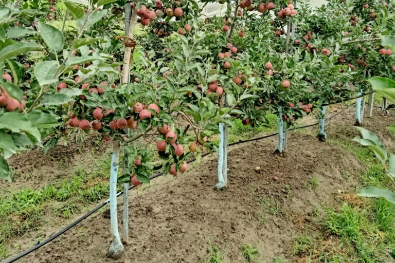 Apple farming.