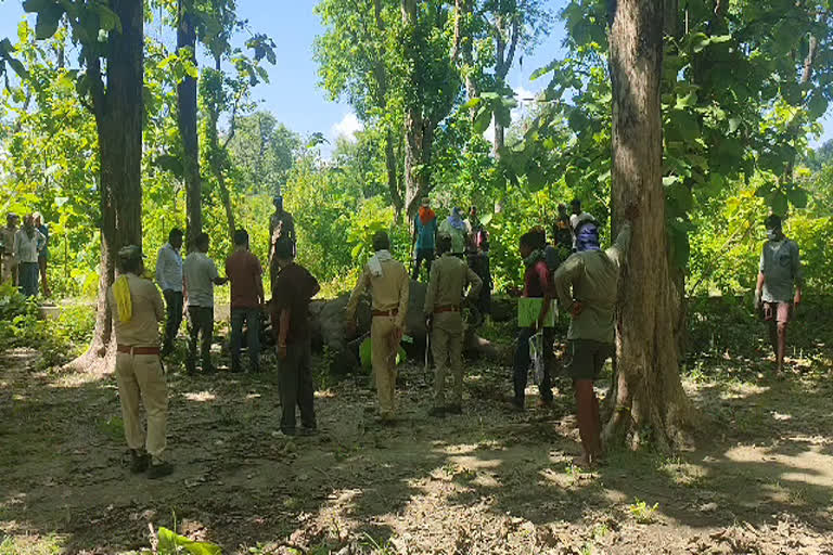 Elephant dies in clash