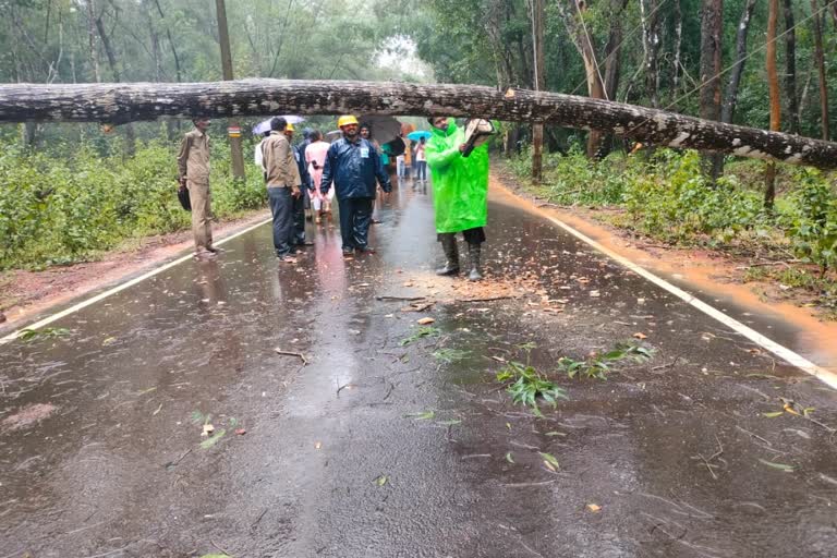 tree-fallen-on-sagar-singadur-road-in-shivammoga