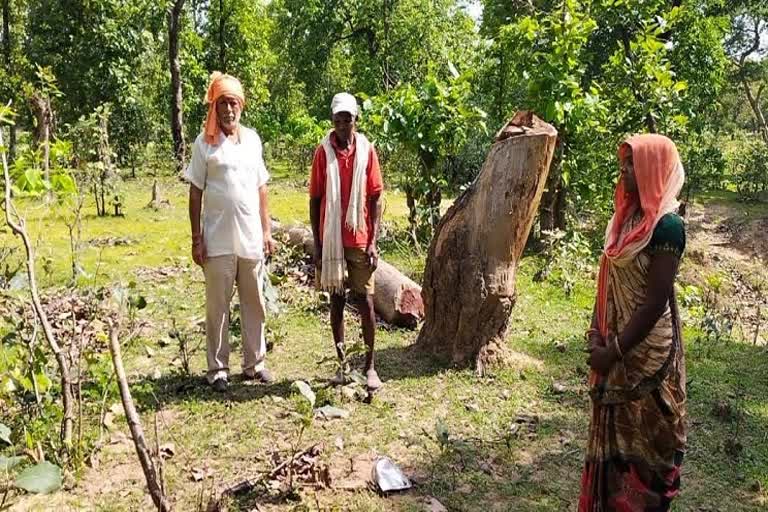 Elephant panic in Manendragarh Koriya