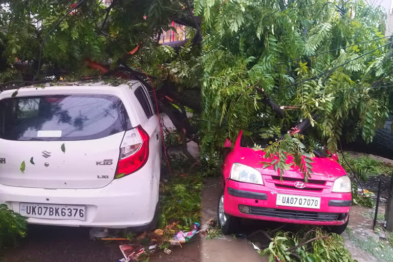 tree fallen on car in Dehradun