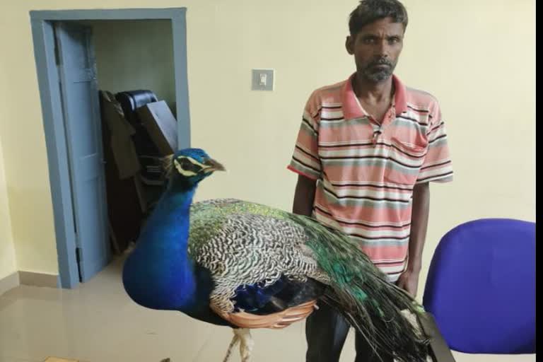 man-arrested-for-raising-peacocks-in-mysore