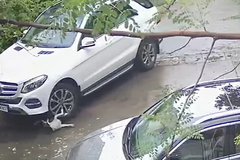 Man Climbing car on dog in Indore