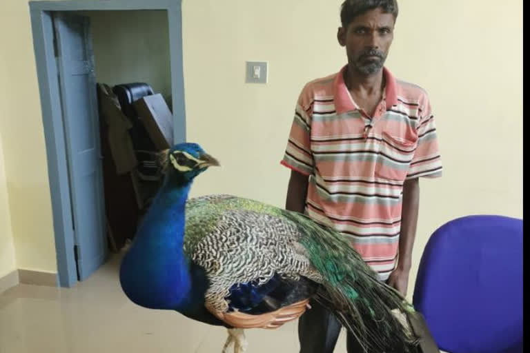 karnataka peacocks raising in house