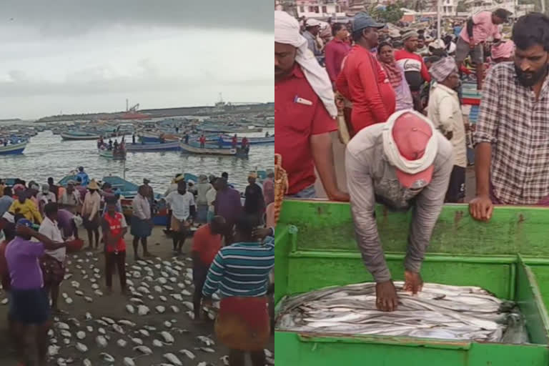 VIZHINJAM FISHING HARBOR  VIZHINJAM BOAL FISH SQUID  chakara on vizhinjam shore  വിഴിഞ്ഞം ഹാർബർ  വിഴിഞ്ഞം മത്സ്യം ചാകര  കല്ലൻ കണവ വാള ചാകര