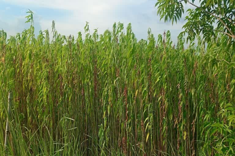 Malda Jute Cultivation news