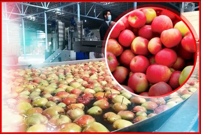 ہائی ڈینسٹی ہی اب سیب کاشتکاری کا مستقبل ہے
