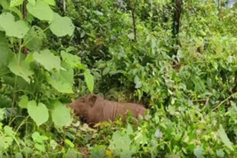 Kerala: Wild boar delivers babies at residential property