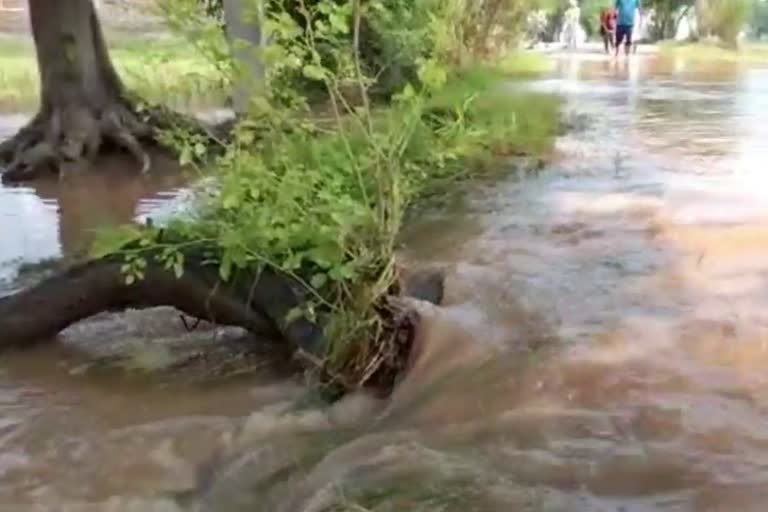 crops Submerged in karnal