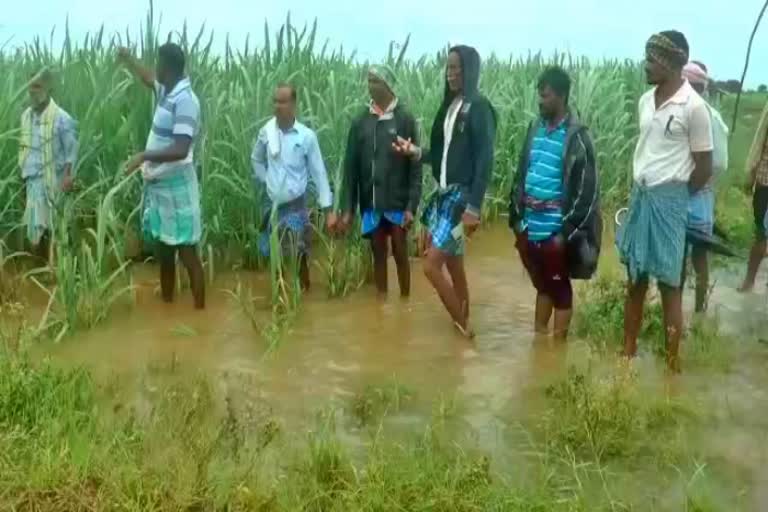 crops-in-haveri-district-drowned-in-the-rain