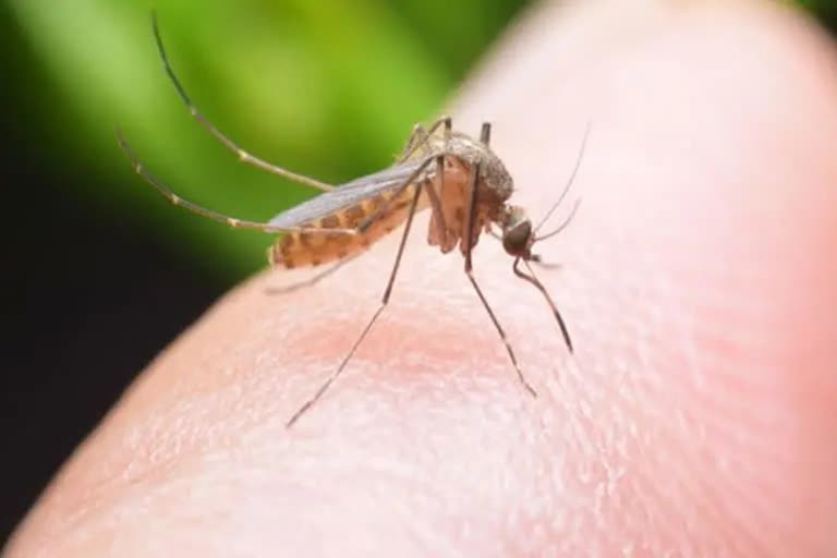 Dengue cases increase in telangana