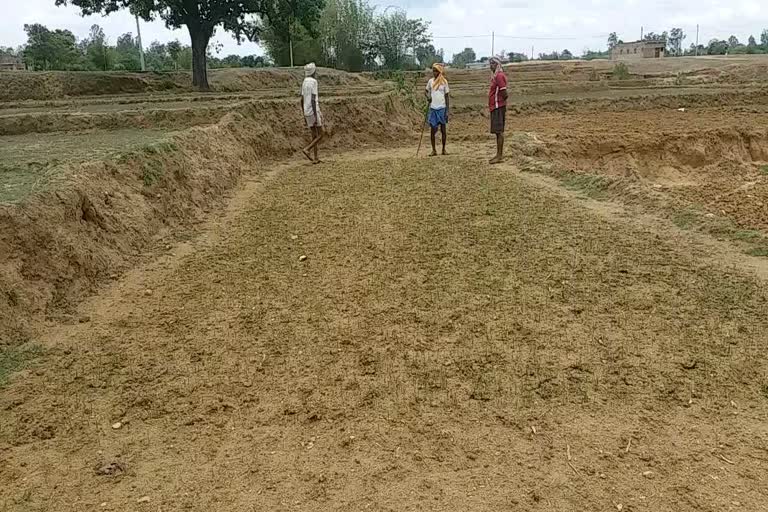 Farmers upset due to lack of rain in Hazaribag