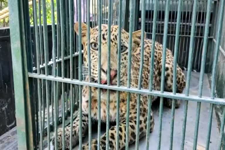 Panther Died in Nahargarh Biological Park