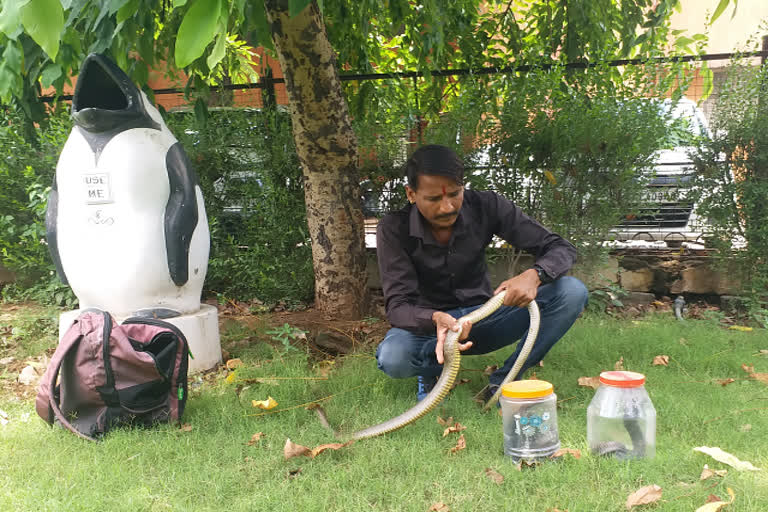 Wild animal rescue expert of Bhilwara rescued 2800 snakes, share tips