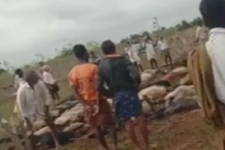 100 sheep died after consuming pesticide-sprayed crops