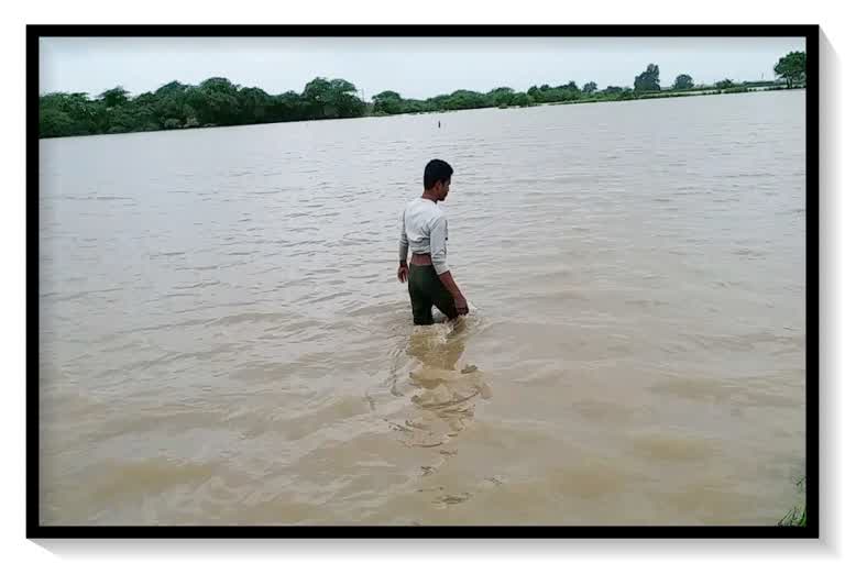 ઘેડ વિસ્તારના ખેતરોમાં ઘૂટણસમા પાણી ભરાતાં ખેડૂતોને આવ્યો રોવાનો વારો