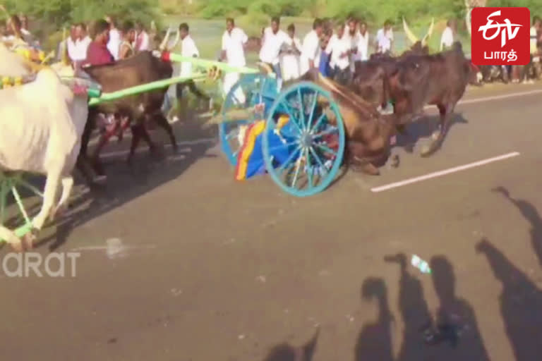 சிவகங்கை மாட்டுவண்டி பந்தயம்;வண்டிக்குள் சிக்கி நீண்ட தூரம் இழுத்து செல்லப்பட்ட சாரதி