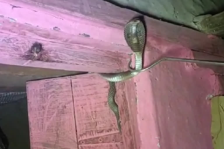 Cobra Snake took elderly couple hostage in Betul